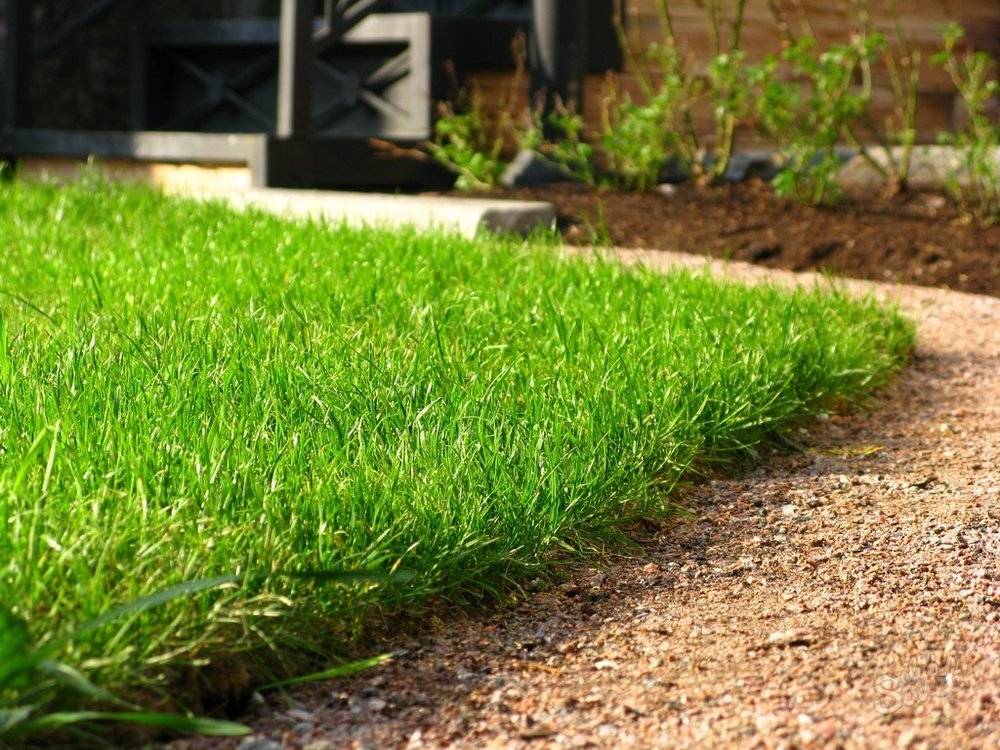 Как вырастить газон в домашних условиях? -